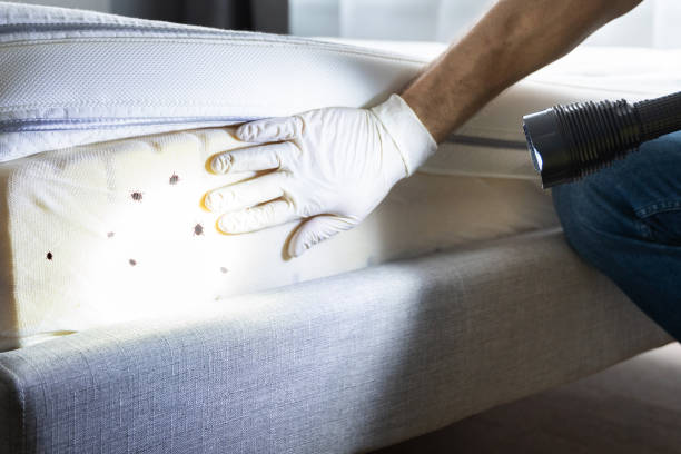 Best Affordable Exterminators  in Denton, NC