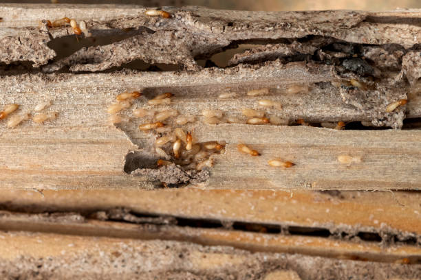 Best Pest Control Near Me in Denton, NC