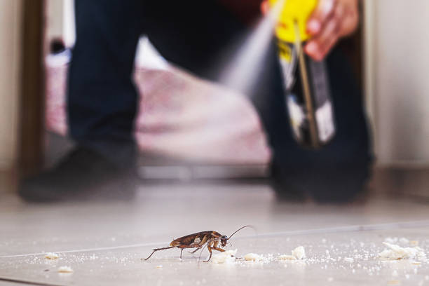 Best Local Pest Control Services  in Denton, NC